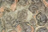 Fossil Coral (Actinocyathus) Head - Morocco #105707-1
